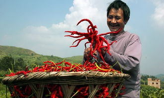 为什么我总是Zuo梦梦见吃辣椒，这是怎么回事呢？