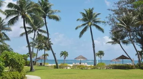 四、芭蕉树除根操作规范及细节要点