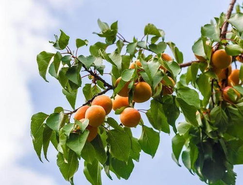 门前种杏树风水怎么样？