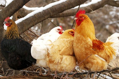 2026年81年属鸡财运及每月运势具体分析是什么？