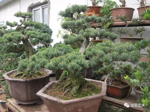 四、  养护管理中的水肥运筹与生长周期调控