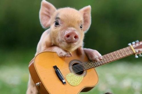 83年属猪女性在2026年的财运运势如何？