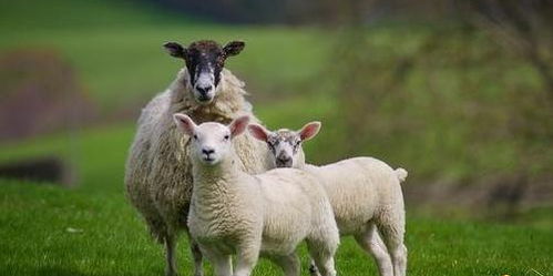 2026年属羊女性在爱情方面会有怎样的运势变化？