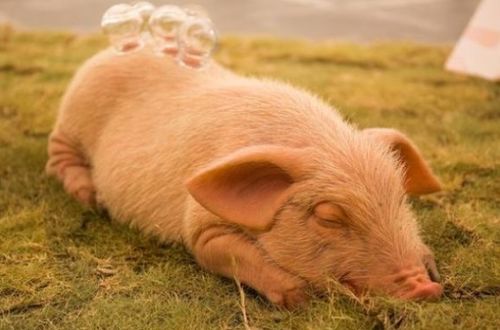 2026年属猪女是否遭遇死劫？2025年71岁属猪佩戴饰物有何寓意？