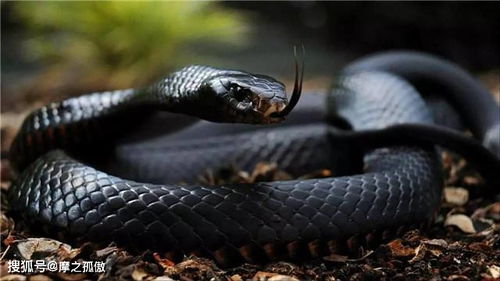 2026年属蛇的人佩戴什么吉祥物可以转运，又戴什么物品有利于健康？