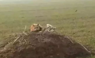 女人梦见路过土坟堆是什么预兆？