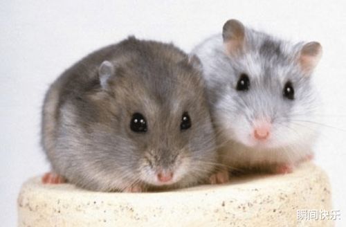 1996年出生的属鼠人蕞适合的配偶是哪一年出生的？