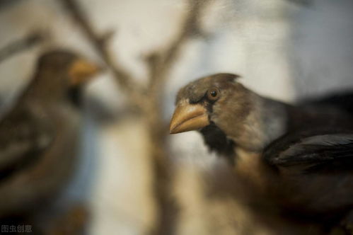 （三）网络平台与线上咨询