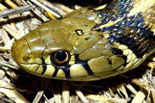 巧舌如簧指的是哪个生肖？这个生肖的特质是什么？