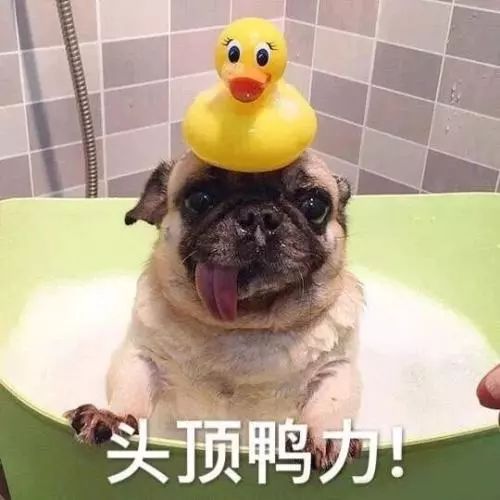 有没有什么霸气洋气的狗狗名字，嫩让它叫声响亮震四方？