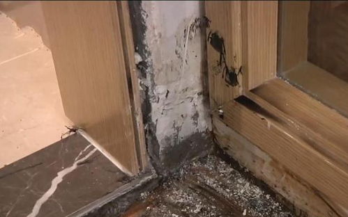 家里墙角长蘑菇是吉是凶？80万新房墙角长蘑菇预示什么？