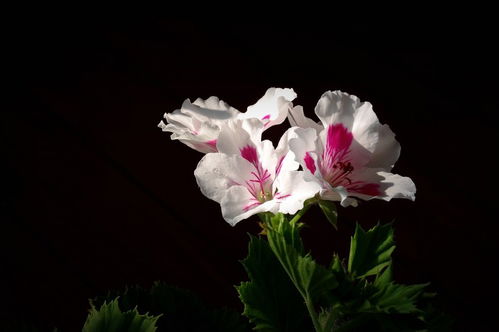 七、 整体风水布局对提升桃花运的系统性作用