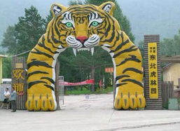 东北虎林园：老虎们的生活还挺滋润