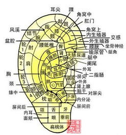 三、  面相学视域下的耳部特征解析