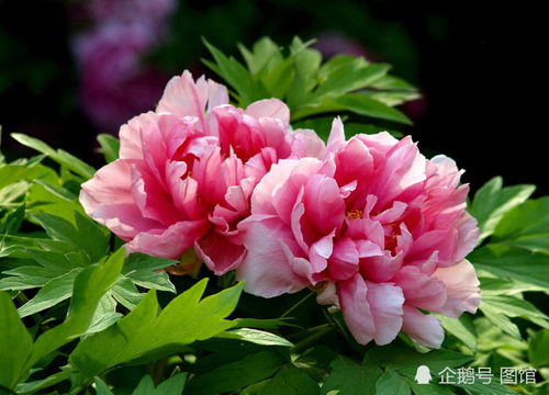 ‘二前惆怅十牡丹’与‘牡丹打一生肖’之间有何关联？