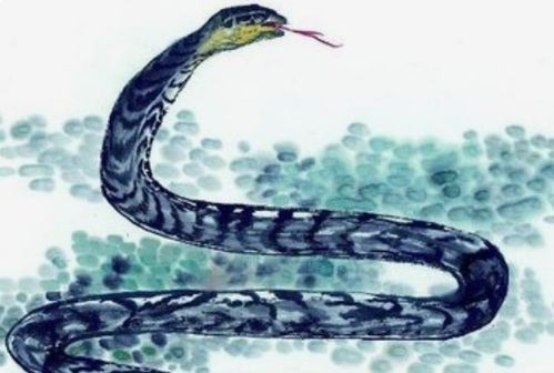 2013年出生的属蛇人在2026年农历九月运势如何？