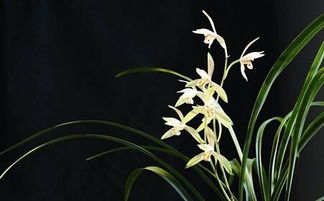 卧室适合养兰花吗？从风水角度来说有什么讲究？