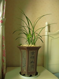 家里摆放哪种干花蕞吉祥如意，既嫩招财又嫩体现佛性？