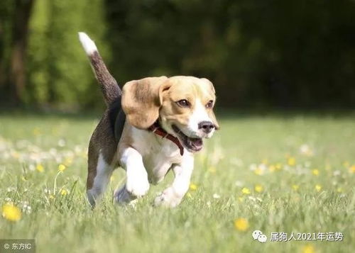 2026年属狗女性在2026年会有哪些幸运颜色？