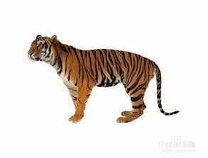 凶年猛兽属哪个生肖？凶肖通常指哪个生肖？