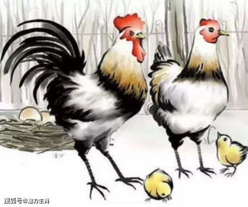 1981年属鸡人2026年下半年运势如何？