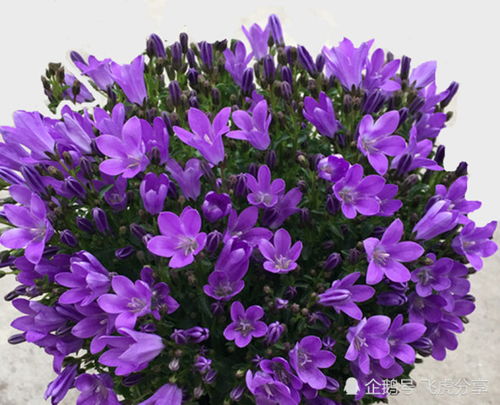 天蝎座的守护花是什么？