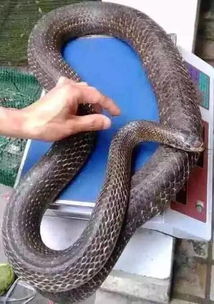 孕妇梦见蛇和鱼预示着什么有什么特殊含义吗？