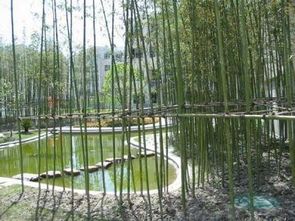 二、  生态环境与物理空间：光照、根系与平安隐患