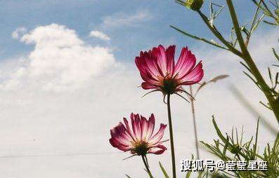 三、 桃花与情感运势