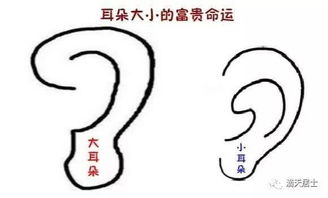 ：大耳朵动物的形态特征与文化意蕴的交叉考察