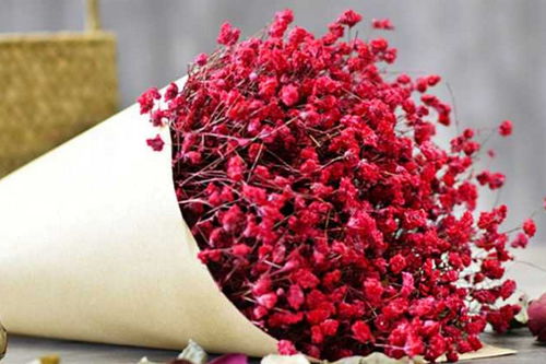 粉色满天星的花语和寓意具体是什么？