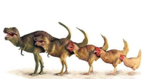 黑虎上墙中的黑虎究竟指的是什么神秘力量？