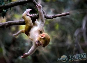 八月出生的猴宝宝取名 (什么鬼?)