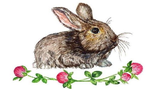 1975年属兔女性财运如何，具体运势分析是什么？