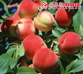 梦见桃子树上熟透桃子多，预示着什么好事要发生？