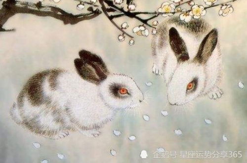 双子座属兔2026年蛇年运势和2025年女生运势分别是什么？