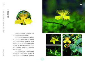 4.2 宁梓萱：草木皆情生机盎然