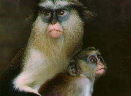 将长尾猴追风为一个的，只写一个，不超过50个字？