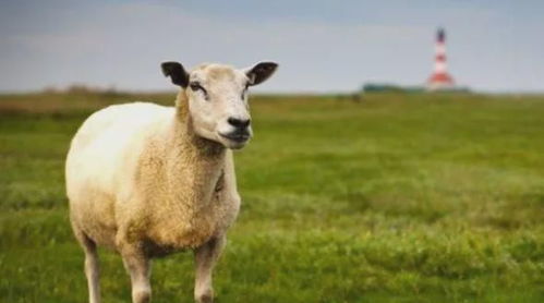 诗词中的羊形象：