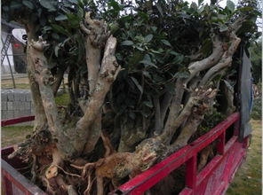 茶树移栽后风水会变好吗？