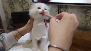 二、 “暖阳小喵”意象分析及其潜在转化路径