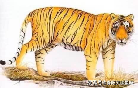 3. 属虎者