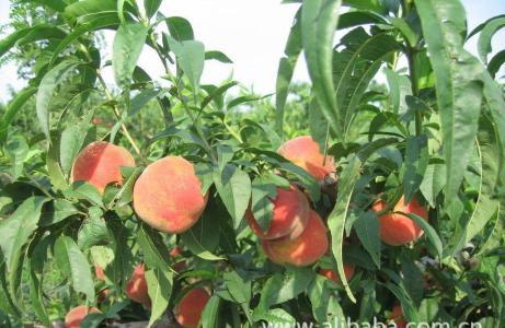 天呐！梦里那棵桃树居然挂满了桃子！能吃吗？