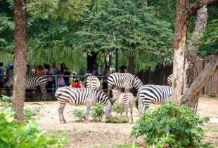 周公解梦里梦见救助小动物是什么意思？