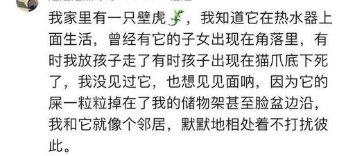 情感价值：陪伴与安慰的象征