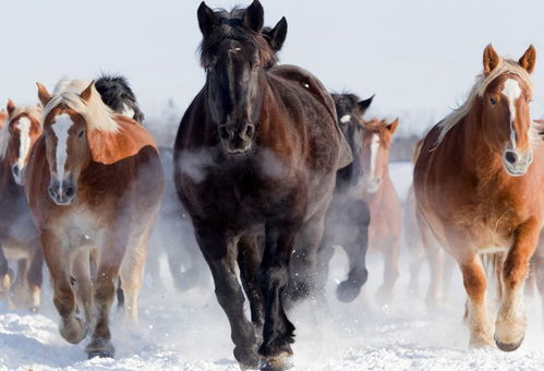 2026年属马男孩每月运势具体如何？