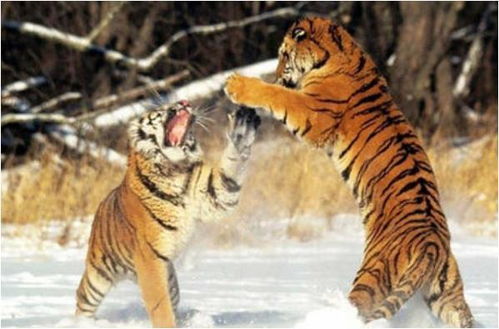 1998年属虎的人2026年运势如何，最新解析具体意味着什么？