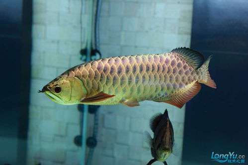 1.1 水体意象与财富象征的深层逻辑