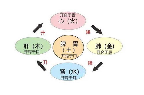 肾脏功能的修复性饮食策略与黑木耳的潜在风险