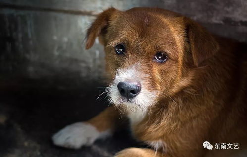 家里养几只狗最符合风水，能让流浪狗跟着我？